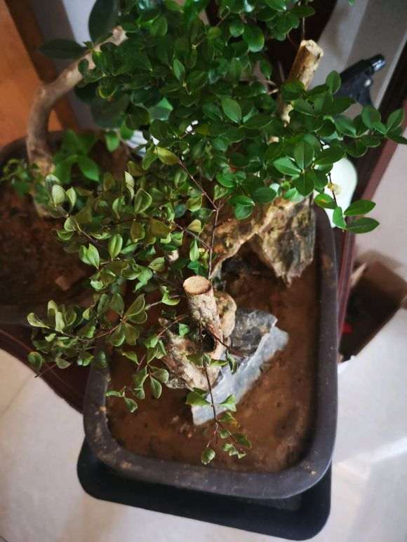 赤楠下山桩叶子干枯是怎么回事