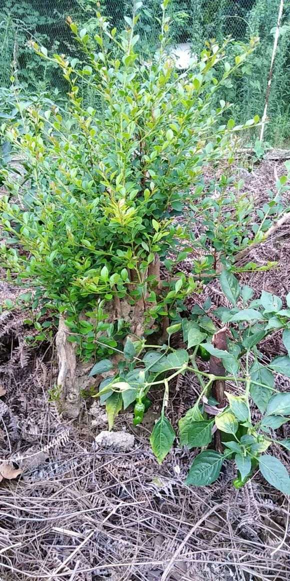 赤楠下山桩叶子干枯是怎么回事