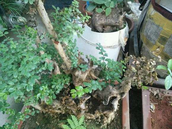 赤楠下山桩叶子干枯是怎么回事