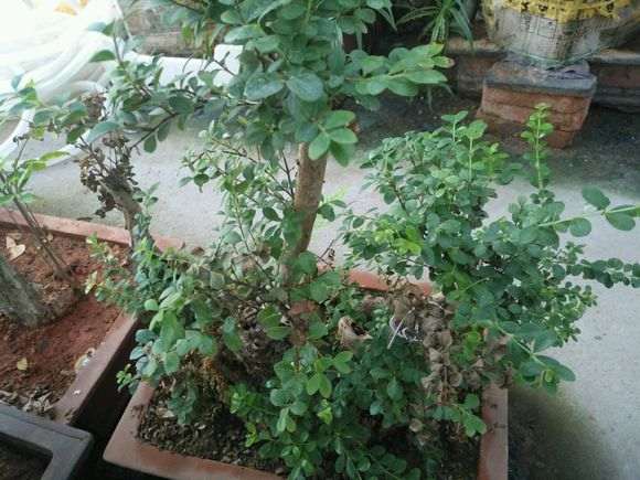 赤楠下山桩叶子干枯是怎么回事