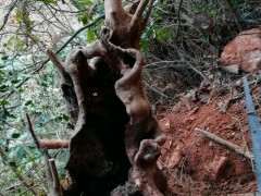 这赤楠下山桩要养多久才成型 图片