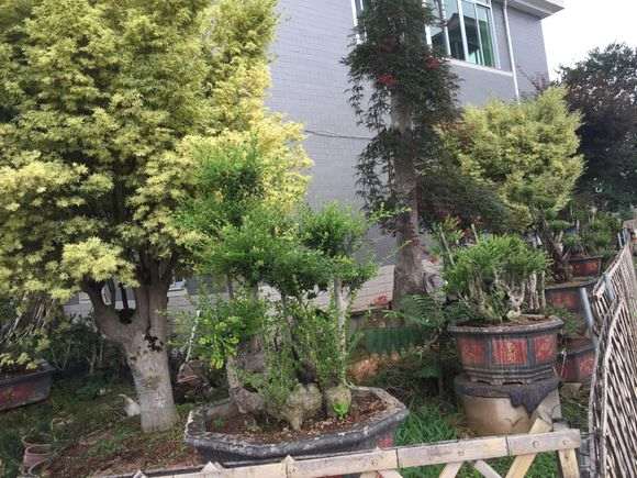 北方怎么养护小叶赤楠下山桩的方法 图片