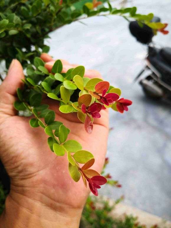 第一次发现这么红叶片的赤楠下山桩 图片