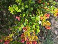 第一次发现这么红叶片的赤楠下山桩 图片