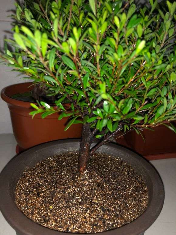 这是赤楠下山桩 还是什么 买错了吗 图片