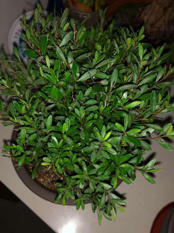 这是赤楠下山桩 还是什么 买错了吗 图片