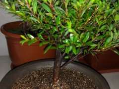 这是赤楠下山桩 还是什么 买错了吗 图片