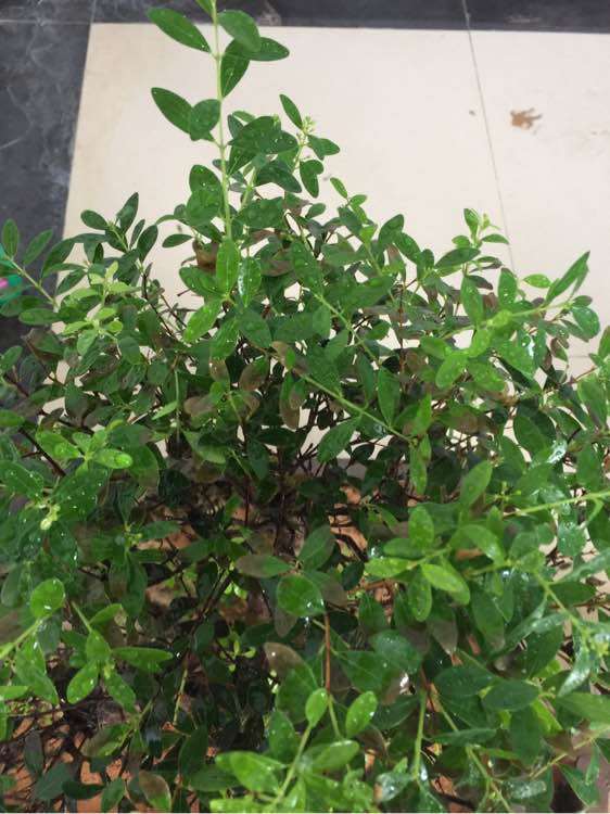 大家不要到处问赤楠下山桩的价格 很烦人