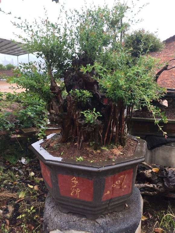 大家不要到处问赤楠下山桩的价格 很烦人