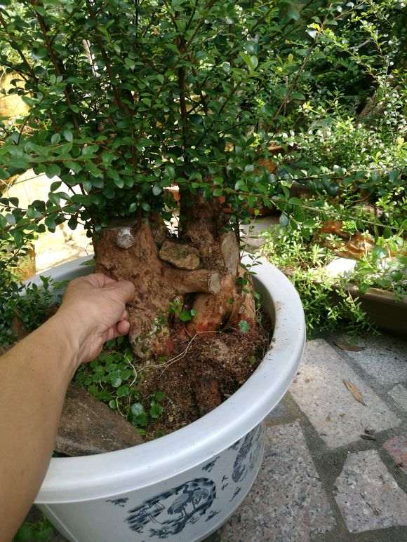 轮生赤楠下山 种养一年多了 大家看下 图片