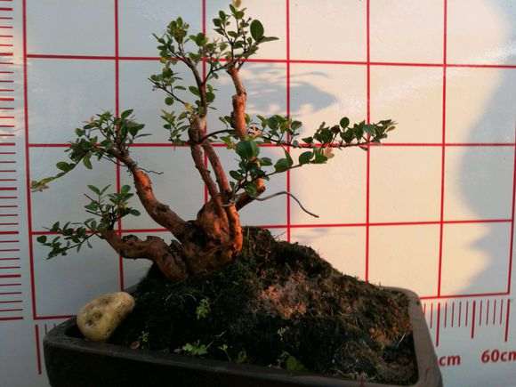 轮生赤楠下山 种养一年多了 大家看下 图片