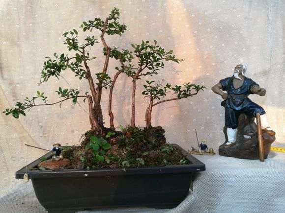 轮生赤楠下山 种养一年多了 大家看下 图片