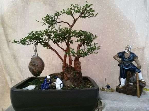 轮生赤楠下山 种养一年多了 大家看下 图片