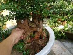 轮生赤楠下山 种养一年多了 大家看下 图片