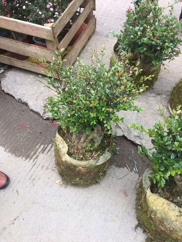 茶花桩怎么嫁接赤楠下山桩的方法 图片