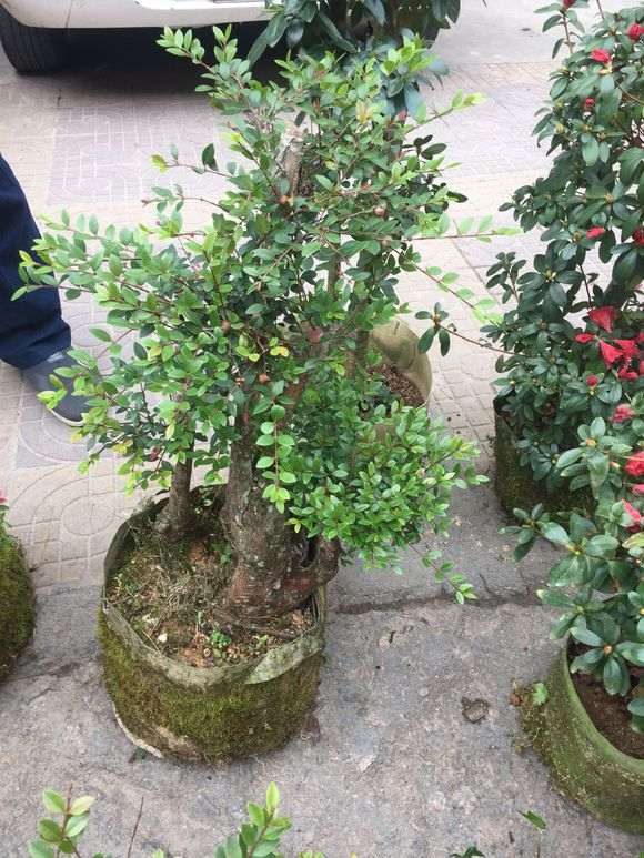 茶花桩怎么嫁接赤楠下山桩的方法 图片