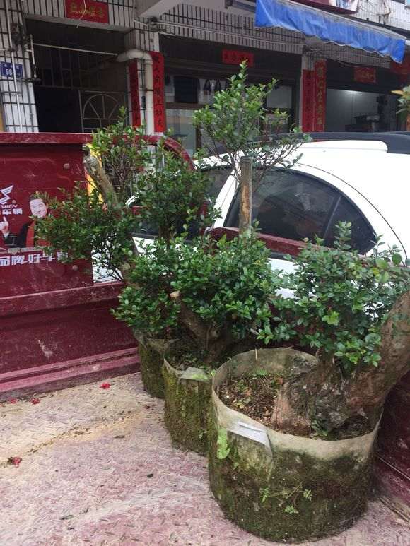 茶花桩怎么嫁接赤楠下山桩的方法 图片