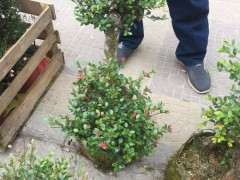 茶花桩怎么嫁接赤楠下山桩的方法 图片