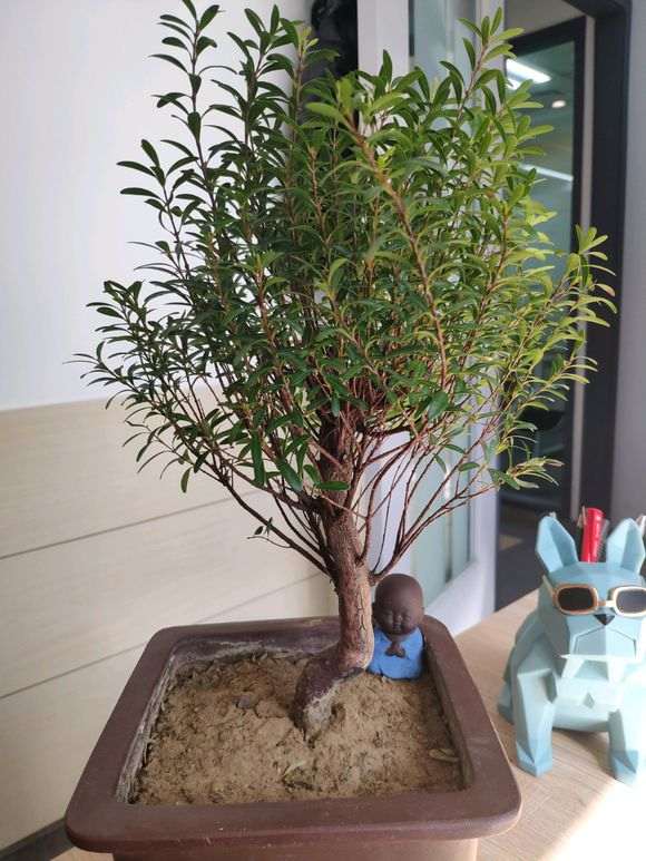 赤楠下山桩含盆100元 价格贵吗 图片