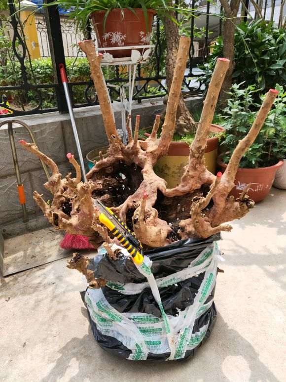 赤楠下山桩怎样才能重新发芽 图片