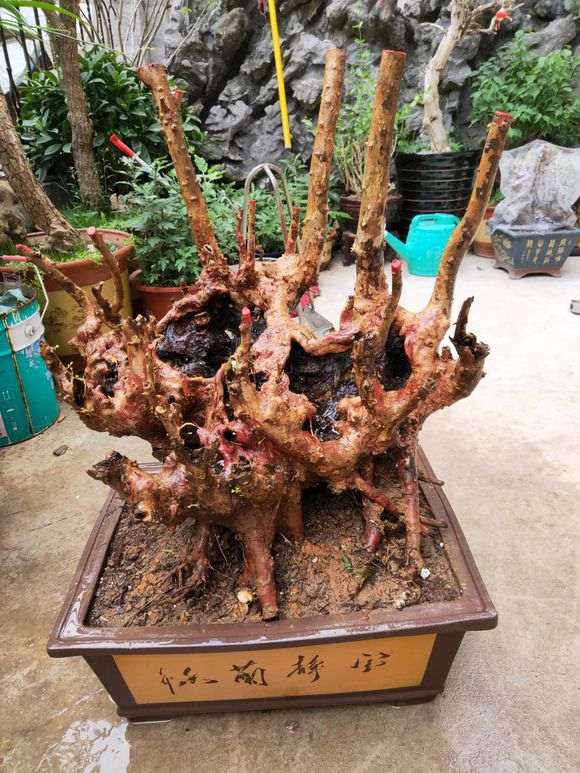 赤楠下山桩怎样才能重新发芽 图片