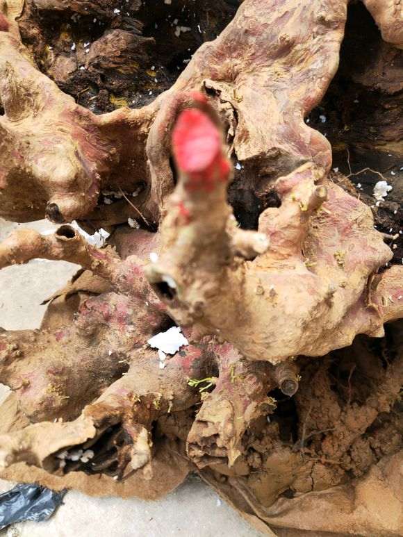 赤楠下山桩怎样才能重新发芽 图片