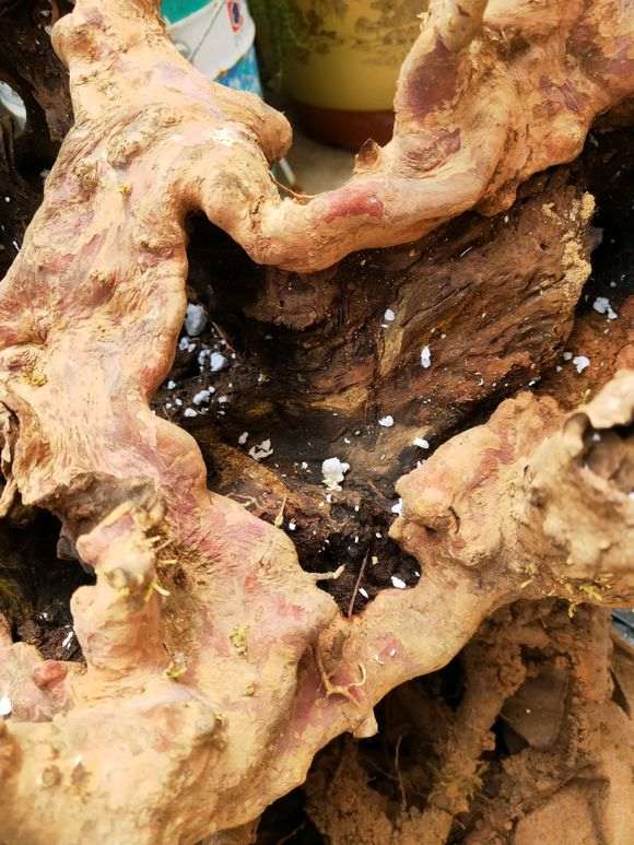 赤楠下山桩怎样才能重新发芽 图片