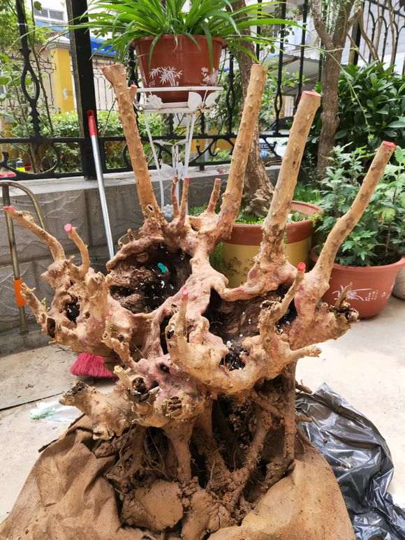 赤楠下山桩怎样才能重新发芽 图片