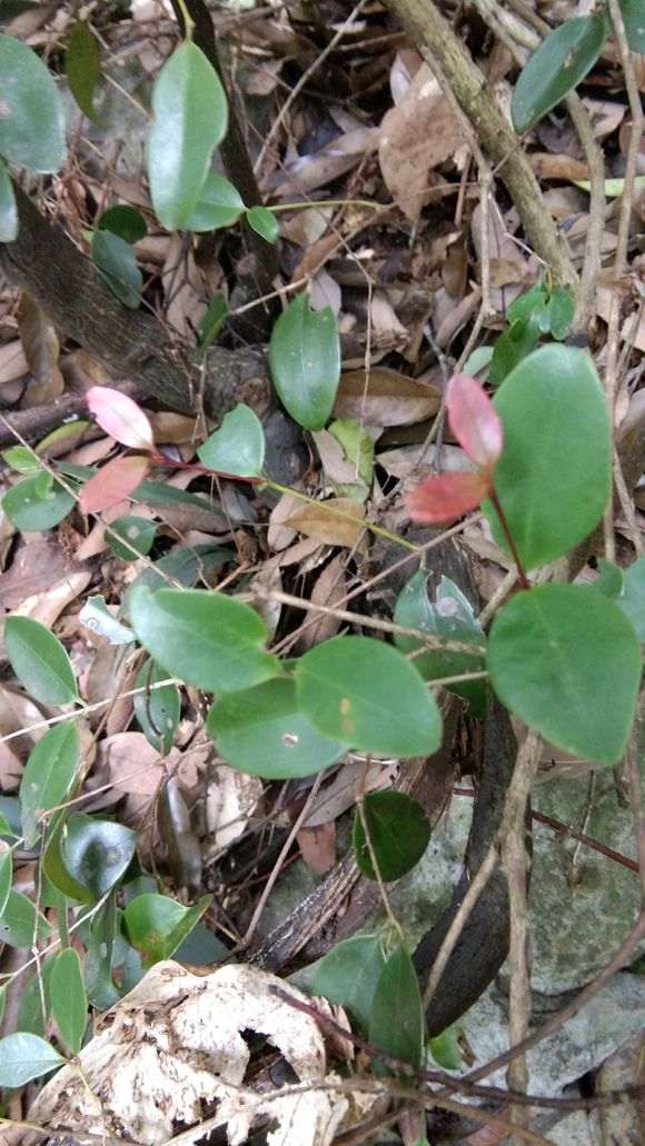 这是二叶对生赤楠下山桩吗 图片