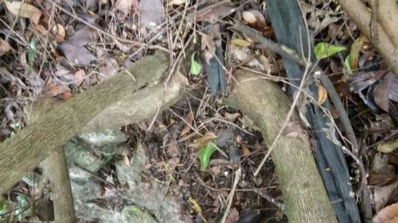 这是二叶对生赤楠下山桩吗 图片