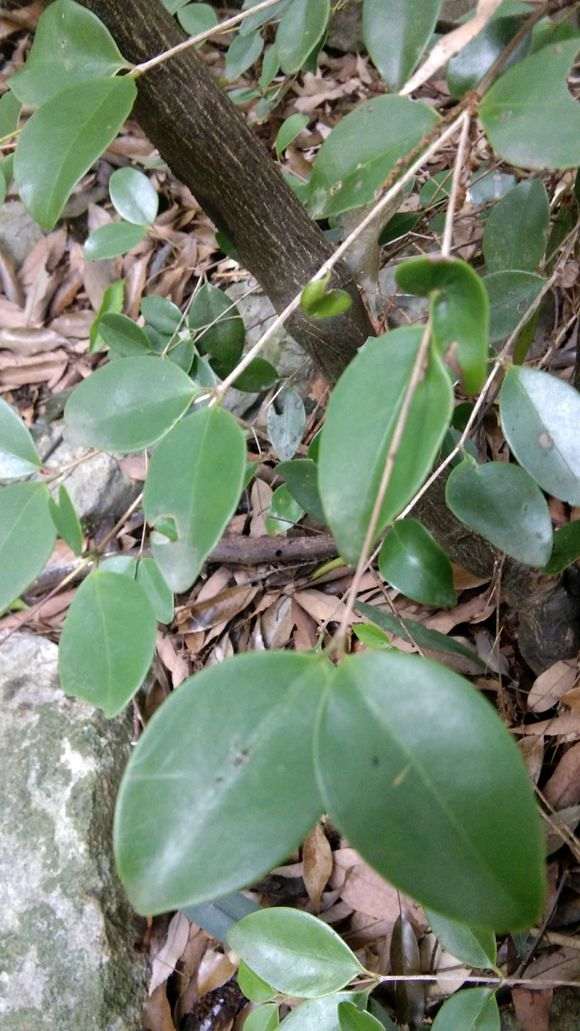 这是二叶对生赤楠下山桩吗 图片