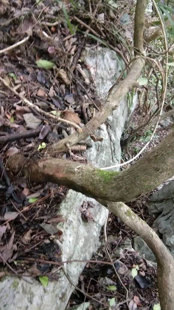 这是二叶对生赤楠下山桩吗 图片