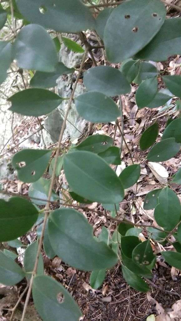 这是二叶对生赤楠下山桩吗 图片