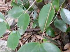 这是二叶对生赤楠下山桩吗 图片