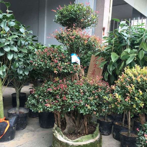 5000块买的红色小叶赤楠下山桩 贵吗 图片