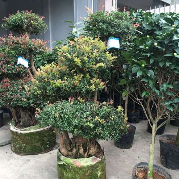 5000块买的红色小叶赤楠下山桩 贵吗 图片