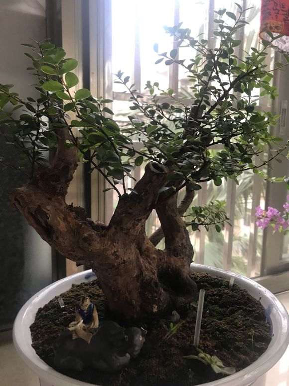 小叶赤楠下山桩 修剪前后 对比图片