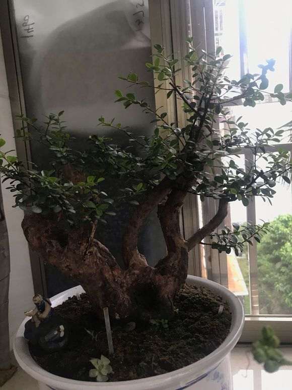 小叶赤楠下山桩 修剪前后 对比图片