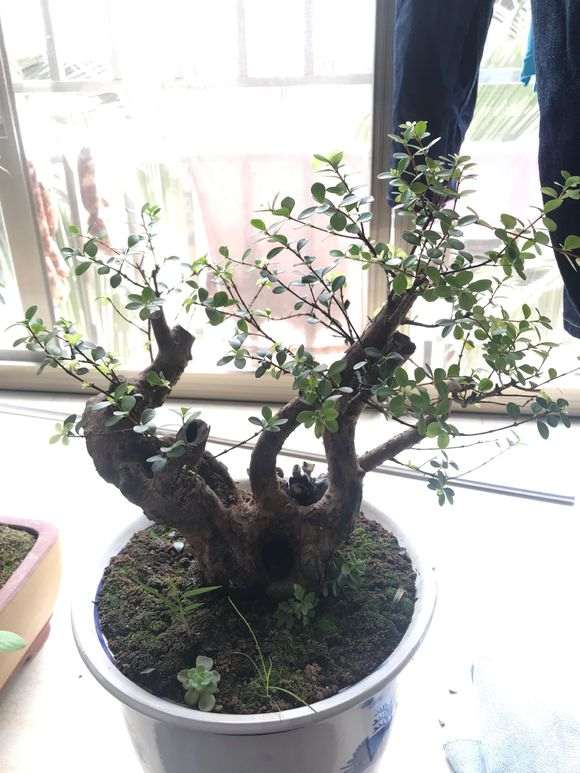 小叶赤楠下山桩 修剪前后 对比图片