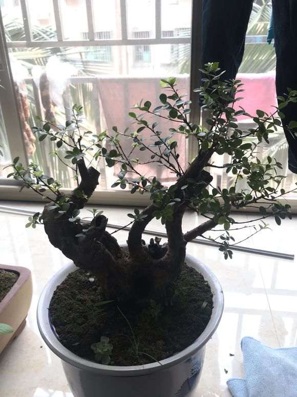 小叶赤楠下山桩 修剪前后 对比图片