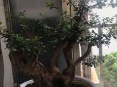 小叶赤楠下山桩 修剪前后 对比图片