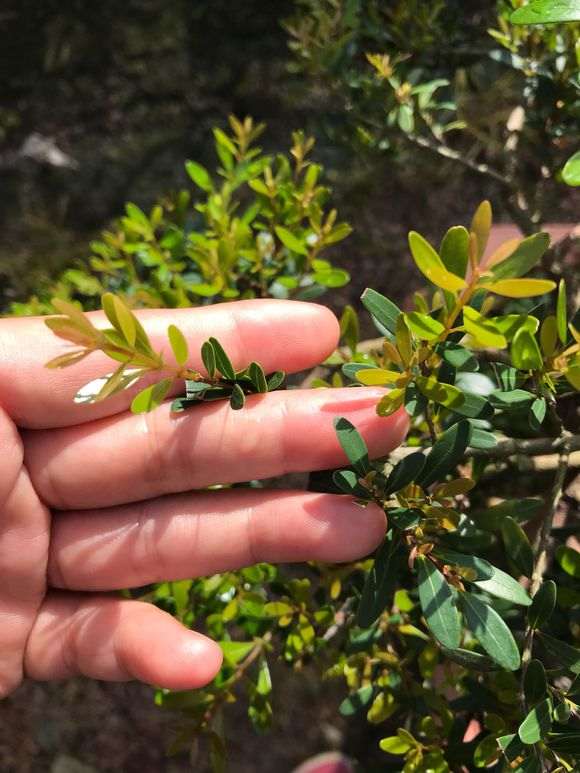 这是雀舌赤楠下山桩吗 图片