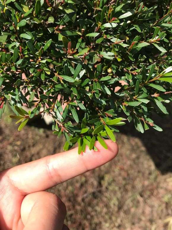 这是雀舌赤楠下山桩吗 图片