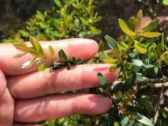 这是雀舌赤楠下山桩吗 图片