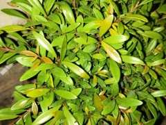 这是小叶赤楠下山桩吗 可以晒太阳吗 图片