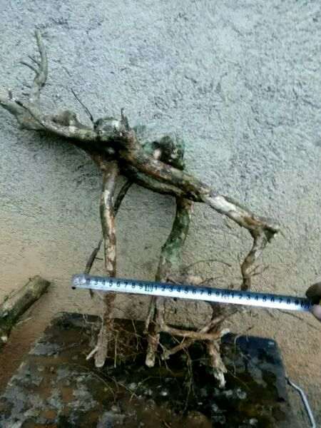 为什么赤楠下山桩长得很慢 图片