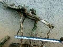 为什么赤楠下山桩长得很慢 图片