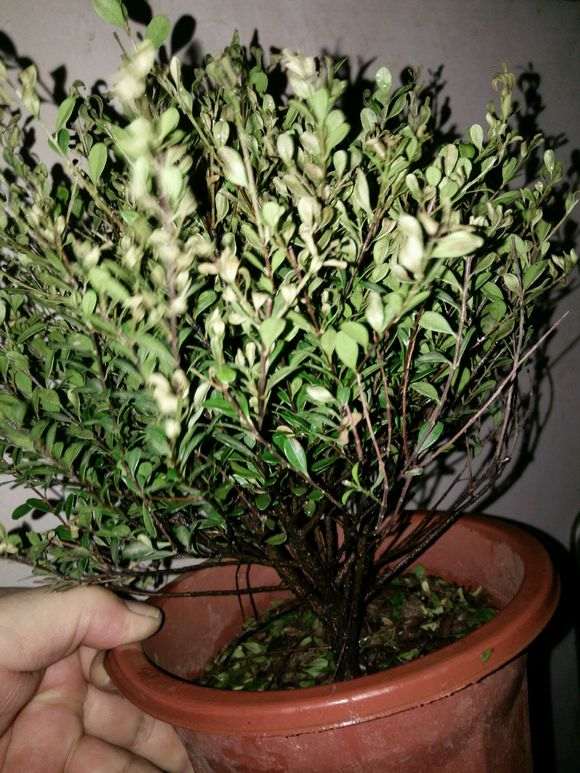 这是是赤楠下山桩 还是小叶黄杨 图片