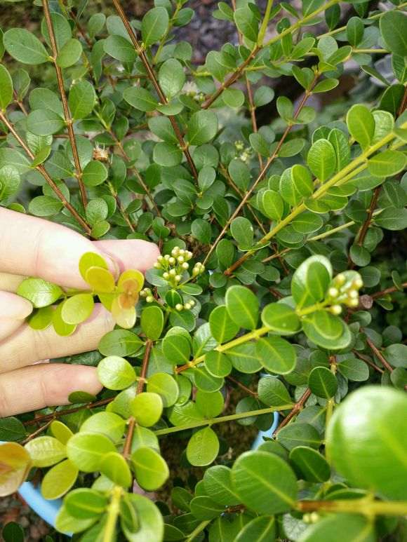 这是是赤楠下山桩 还是小叶黄杨 图片