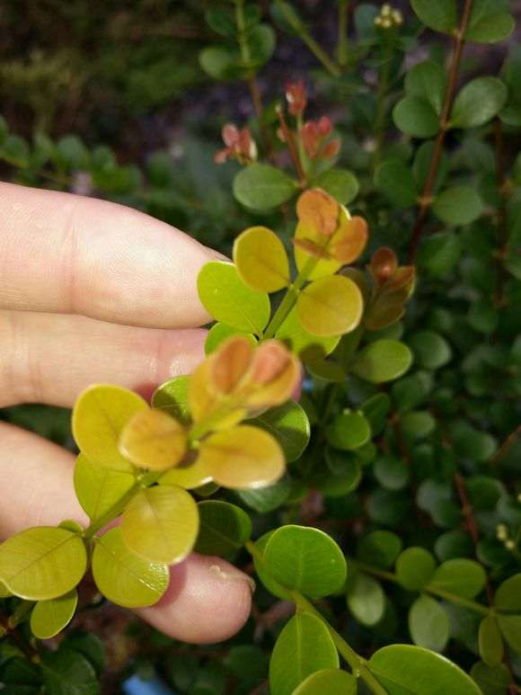 这是是赤楠下山桩 还是小叶黄杨 图片
